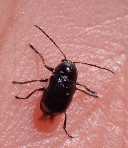 Réf. 310 799 : Cryptocephalus moraei